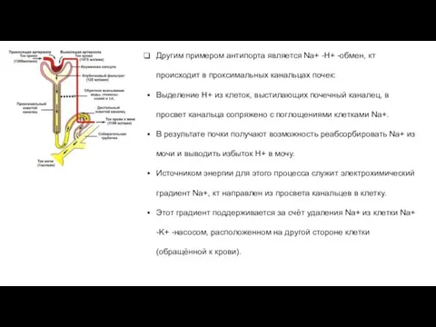 Другим примером антипорта является Na+ -H+ -обмен, кт происходит в