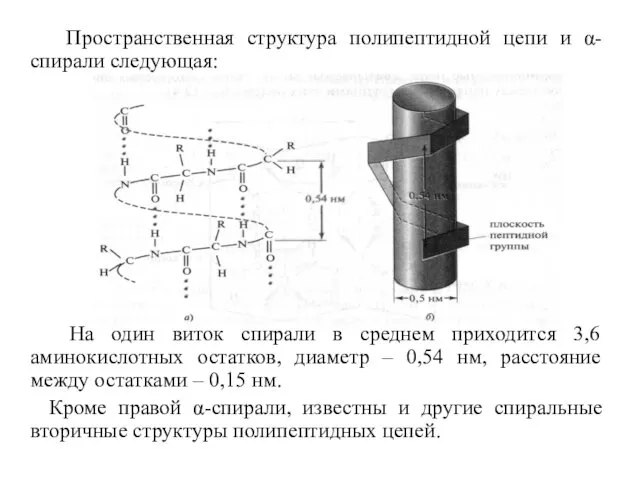 Пространственная структура полипептидной цепи и α-спирали следующая: На один виток