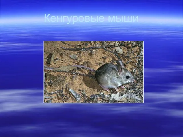 Кенгуровые мыши
