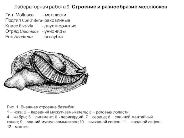 Тип Mollusca - моллюски Подтип Conchifera - раковинные Класс Bivalvia - двустворчатые Отряд