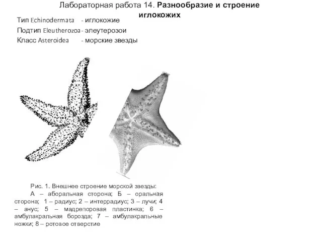 Лабораторная работа 14. Разнообразие и строение иглокожих Тип Echinodermata - иглокожие Подтип Eleutherozoa