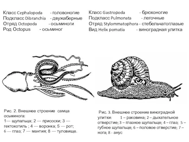 Класс Cephalopoda - головоногие Подкласс Dibranchia - двужаберные Отряд Octopoda