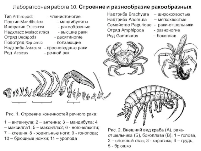 1 – антеннула; 2 – антенна; 3 – мандибула; 4 – максилла1; 5