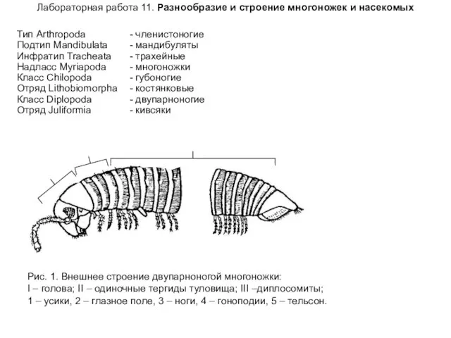 Лабораторная работа 11. Разнообразие и строение многоножек и насекомых Тип Arthropoda - членистоногие