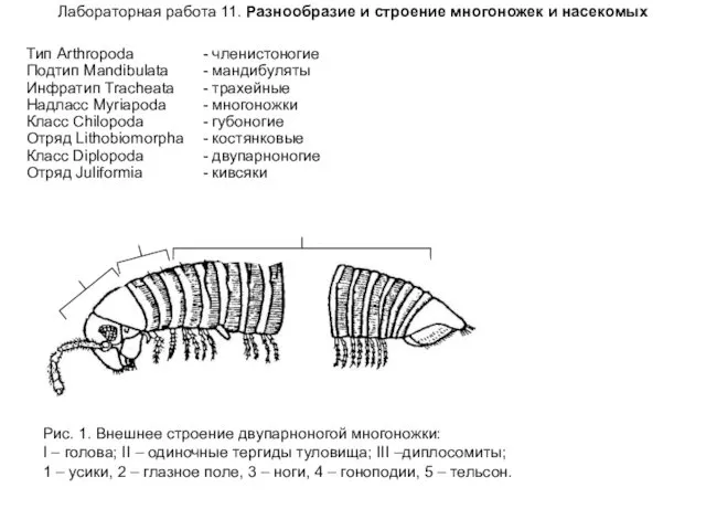 Лабораторная работа 11. Разнообразие и строение многоножек и насекомых Тип