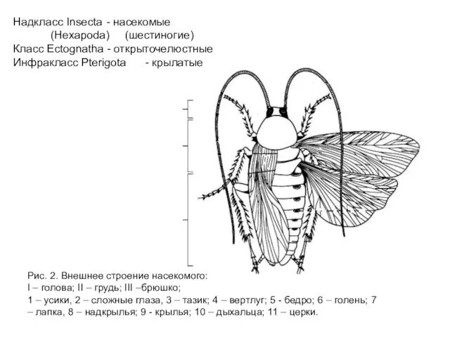 Рис. 2. Внешнее строение насекомого: I – голова; II – грудь; III –брюшко;