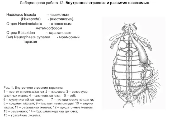 Рис. 1. Внутреннее строение таракана: 1 – проток слюнных желез;