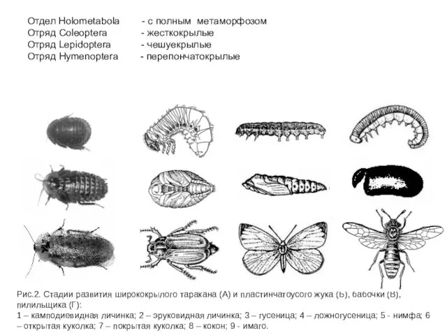Рис.2. Стадии развития ширококрылого таракана (А) и пластинчатоусого жука (Б), бабочки (В), пилильщика