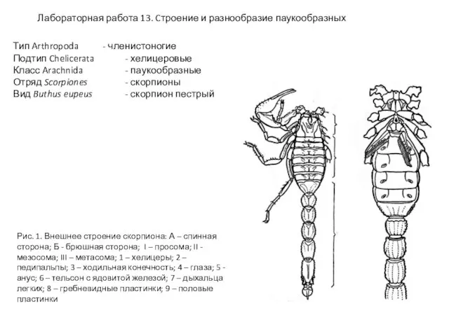 Лабораторная работа 13. Cтроение и разнообразие паукообразных Тип Arthropoda - членистоногие Подтип Chelicerata