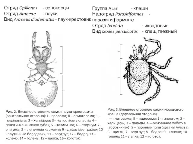 Отряд Opiliones - сенокосцы Отряд Araneae - пауки Вид Araneus