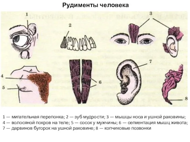 1 — мигательная перепонка; 2 — зуб мудрости; 3 —