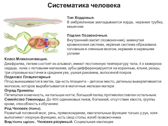 Тип Хордовые. В эмбриогенезе закладываются хорда, нервная трубка, кишечник Подтип