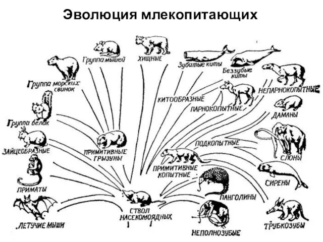 Эволюция млекопитающих