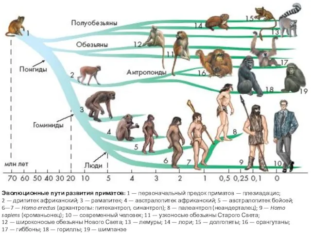 Эволюционные пути развития приматов: 1 — первоначальный предок приматов —