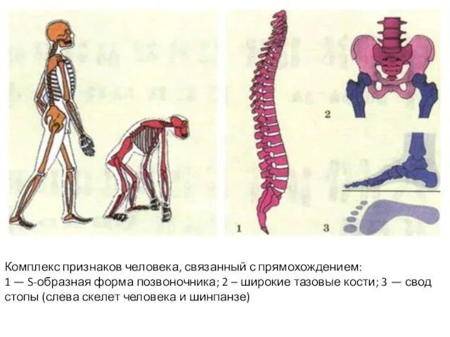 Комплекс признаков человека, связанный с прямохождением: 1 — S-образная форма