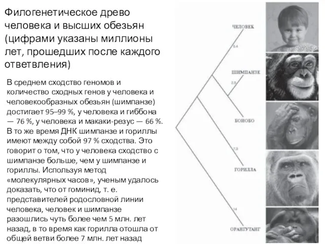 Филогенетическое древо человека и высших обезьян (цифрами указаны миллионы лет,