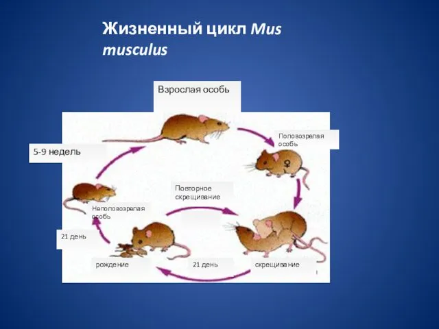 Жизненный цикл Mus musculus