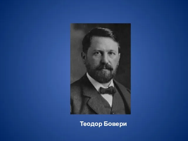 Теодор Бовери