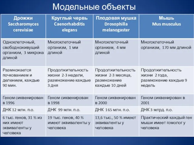 Модельные объекты