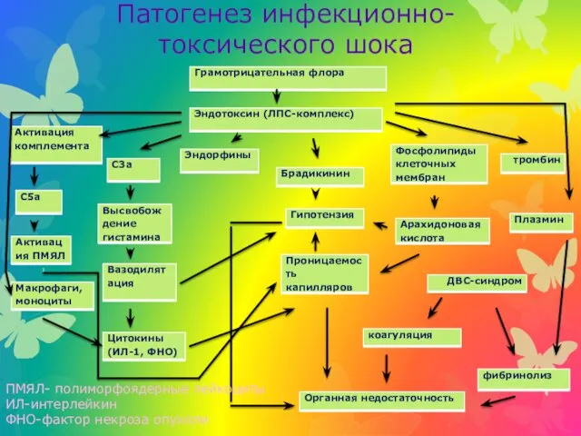 Патогенез инфекционно-токсического шока ПМЯЛ- полиморфоядерные лейкоциты ИЛ-интерлейкин ФНО-фактор некроза опухоли