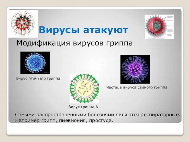 Вирусы атакуют Модификация вирусов гриппа Вирус птичьего гриппа Частица вируса свиного гриппа Вирус
