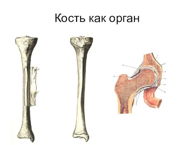 Кость как орган