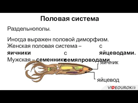 Половая система Раздельнополы. Иногда выражен половой диморфизм. Женская половая система