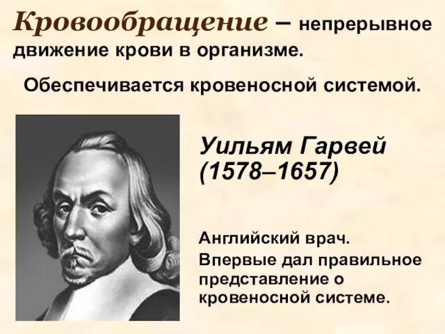 Кровообращение – непрерывное движение крови в организме. Обеспечивается кровеносной системой.