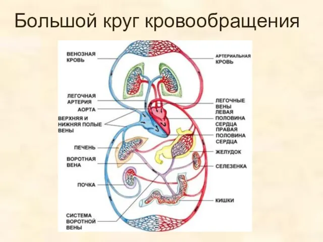 Большой круг кровообращения