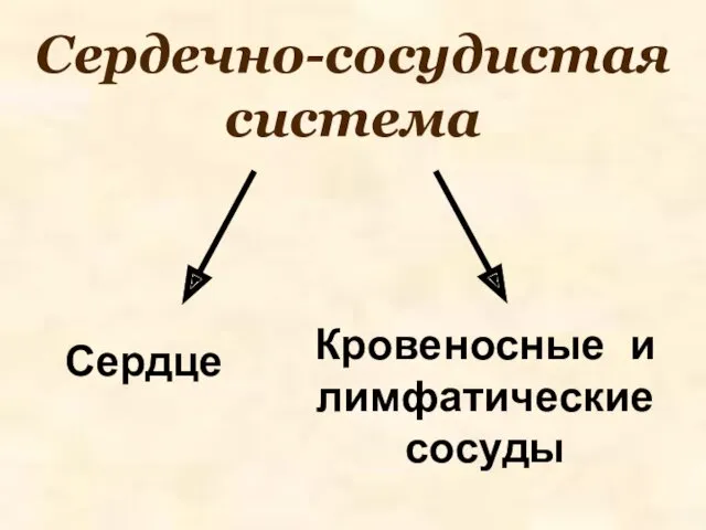 Сердечно-сосудистая система Сердце Кровеносные и лимфатические сосуды