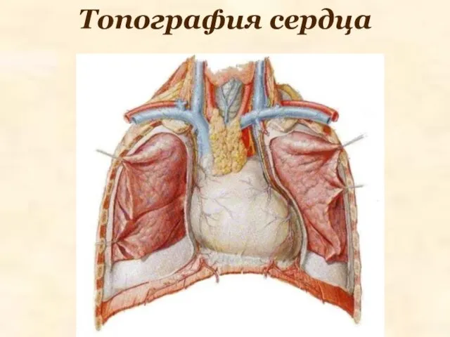 Топография сердца