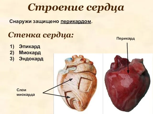 Строение сердца Снаружи защищено перикардом. Стенка сердца: Эпикард Миокард Эндокард Перикард Слои миокарда