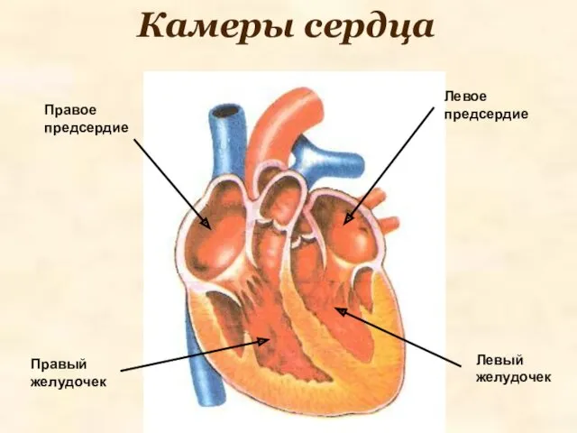 Камеры сердца Правое предсердие Левое предсердие Правый желудочек Левый желудочек