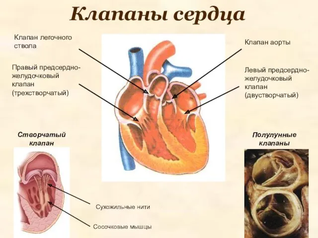 Клапаны сердца Клапан легочного ствола Клапан аорты Створчатый клапан Правый предсердно-желудочковый клапан (трехстворчатый)