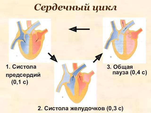 Сердечный цикл 1. Систола предсердий (0,1 с) 2. Систола желудочков (0,3 с) 3.