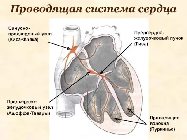 Проводящая система сердца Синусно-предсердный узел (Киса-Фляка) Предсердно-желудочковый узел (Ашоффа-Тавары) Предсердно-желудочковый пучок (Гиса) Проводящие волокна (Пуркинье)