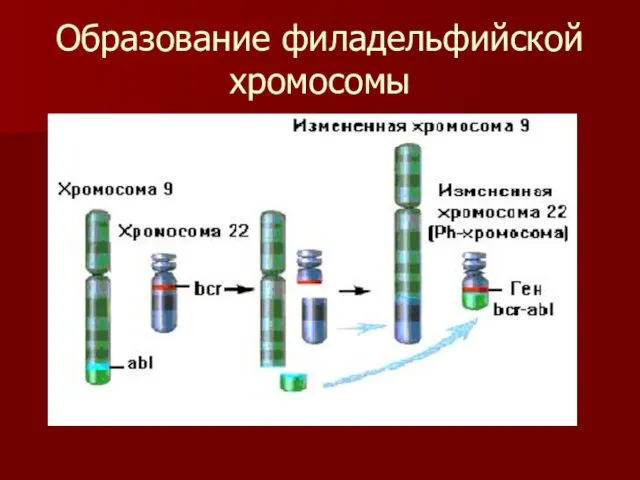 Образование филадельфийской хромосомы