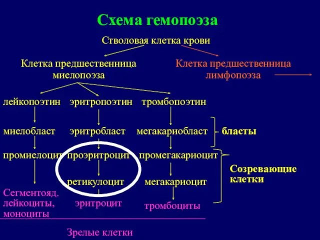 Схема гемопоэза Стволовая клетка крови Клетка предшественница миелопоэза Клетка предшественница