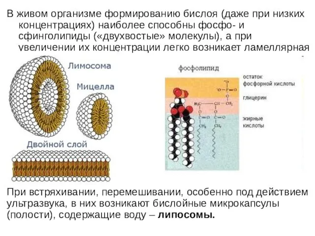 В живом организме формированию бислоя (даже при низких концентрациях) наиболее