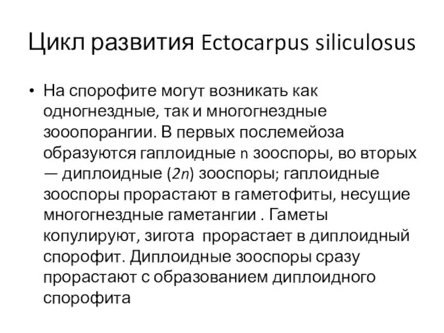 Цикл развития Ectocarpus siliculosus На спорофите могут возникать как одногнездные,