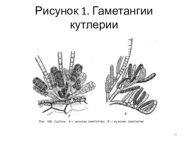 Рисунок 1. Гаметангии кутлерии