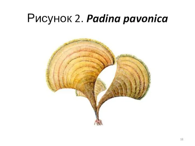 Рисунок 2. Padina pavonica