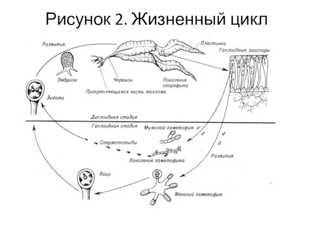 Рисунок 2. Жизненный цикл ламинарии