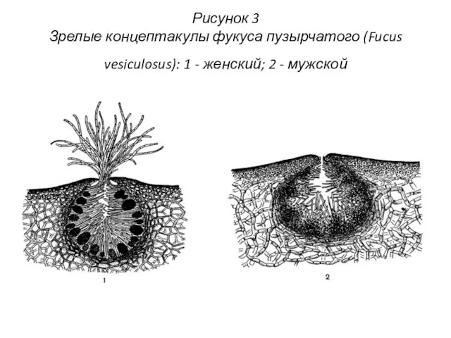 Рисунок 3 Зрелые концептакулы фукуса пузырчатого (Fucus vesiculosus): 1 - женский; 2 - мужской