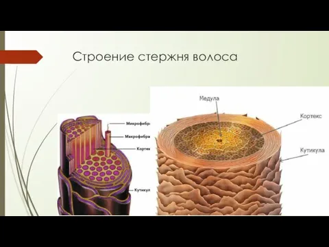 Строение стержня волоса