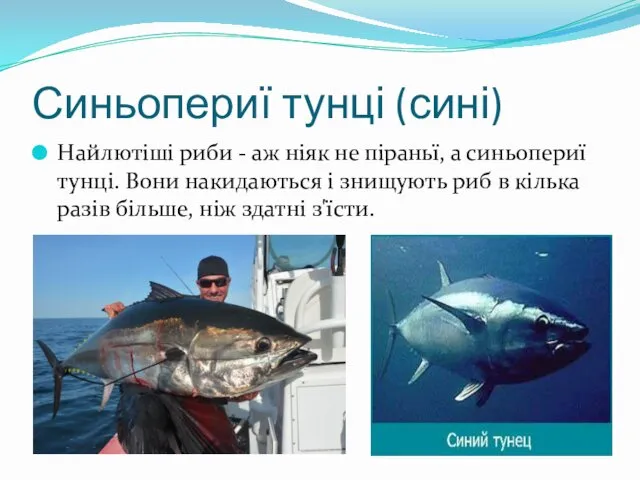 Синьопериї тунці (сині) Найлютіші риби - аж ніяк не піраньї,
