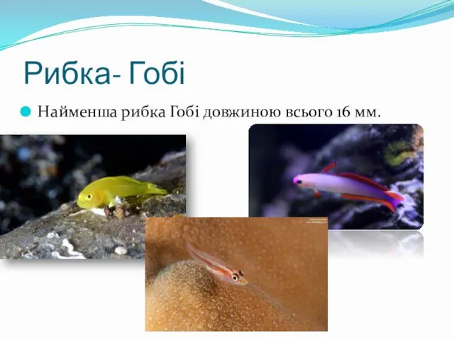 Рибка- Гобі Найменша рибка Гобі довжиною всього 16 мм.