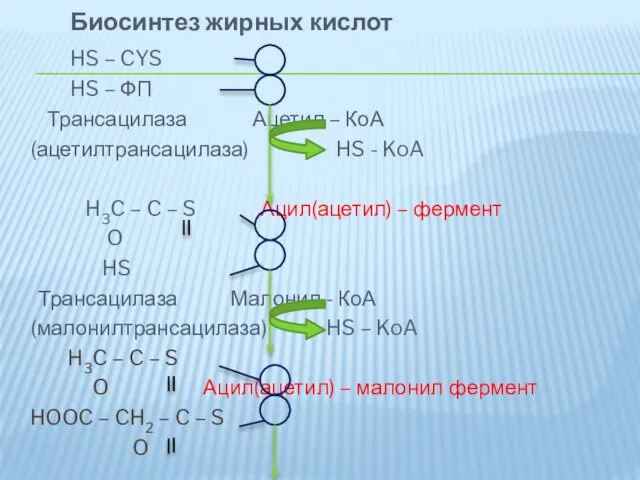 Биосинтез жирных кислот HS – CYS HS – ФП Трансацилаза