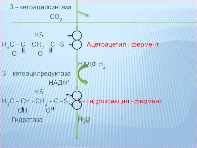 3 – кетоацилсинтаза CO2 HS H3C – C – CH2