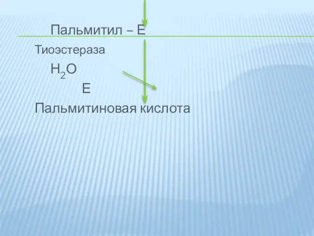 Пальмитил – Е Тиоэстераза Н2О Е Пальмитиновая кислота